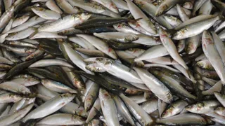 Названа самая полезная рыба - ешьте 2 раза в неделю, богата селеном, фосфором и хороша на вкус