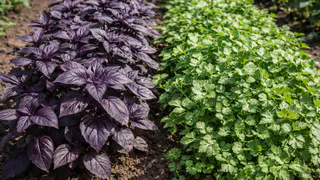 Растут сами, вкусные и полезные: 9 ароматных многолетних трав, которые не требуют пересадки и ухода