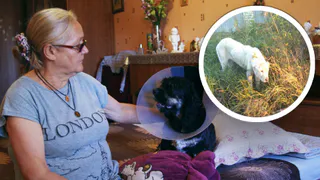 В Рязани азиатская овчарка напала на женщину с собакой