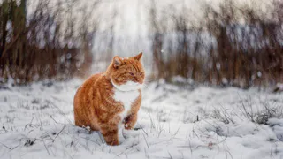 Сильные метели, а потом крепкие морозы: синоптики озвучили прогноз в Коми