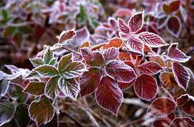 20 октября в Пензенской области ожидаются заморозки