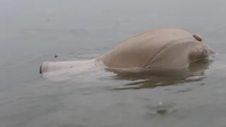 Труп 58-летнего мужчины обнаружили в реке Кораблинского района