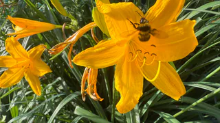 «Комары вместо весны»: рязанцев насторожили прогнозы о нашествии насекомых