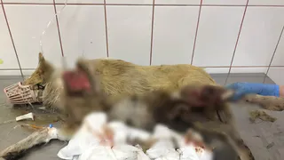 В Рязани живодеры поиздевались над собакой: животное зверски изувечили