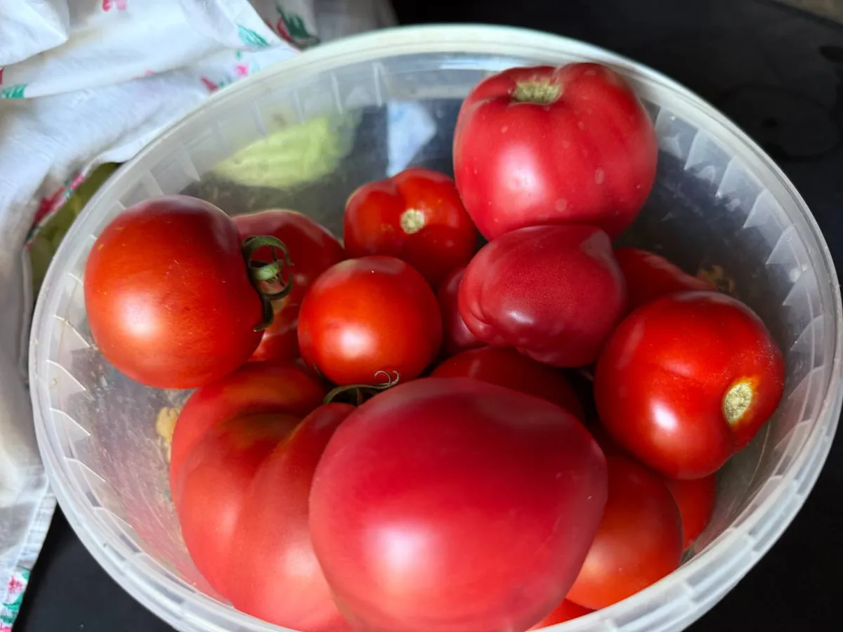 Томаты теперь не гниют - свежие целый месяц: теперь храню только так