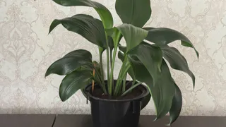 1 ложка на 1 литр — спатифиллум осыплет белым: мощнейшая подкормка для мощного цветения «женского счастья»