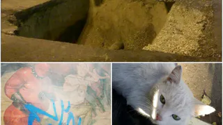 Рязанское утро в Инстраграм: 3D - рисунок, странные плакаты в городе и котенок, которому ищут хозяина