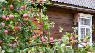 Садовая ошибка, которая лишает вас урожая: почему выносить падалицу — это преступление