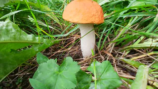 Любителей грибов будут задерживать и штрафовать: жёсткое правило с 11 августа 2025 года