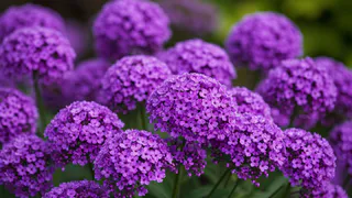 Этот дивный многолетник - королева сада: цветет большими лиловыми гроздьями и пахнет свежим медом на всю округу