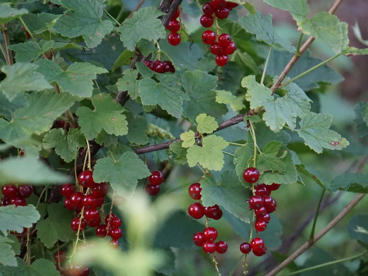 8 ложек под каждый куст — и смородина вырастет крупнее винограда и слаще меда: обильный урожай собираем огромными вёдрами