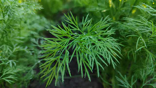 Никому не говорите: хитрый способ посеять укроп в ноябре для большого урожая - совет опытных дачников