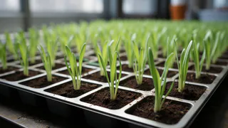 Не все культуры можно сеять в феврале — только те, что растут медленно: делюсь своим опытом