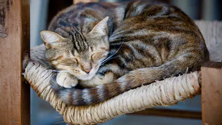 Зачем кошка спит "клубком": это не просто привычка, а сигнал, который нужно знать каждому хозяину
