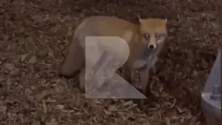 Жители Рязани обнаружили лису в Лесопарке