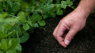 Ложку в лунку под огурцы: вялые плоды вновь пойдут в рост