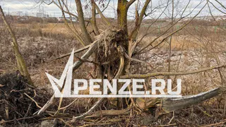 «Куда делись наши защитники природы?!»: ремонт новой дороги в микрорайоне Заря изуродовал деревья