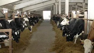 Брянщина занимает первое место в ЦФО по количеству крупного рогатого скота и коров