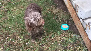 Сирота на Московском - собака бегает по улицам и ищет хозяина