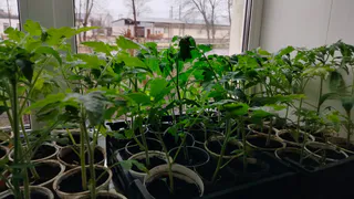 Перестаньте мучать рассаду: 4 растения, которые сами вырастут в грунте - сейте прямо на грядку