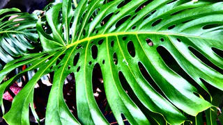 Держу растения по фэн-шуй — сон стал крепче: убрала всего один цветок