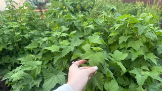 Одна чайная ложка в лейку — и на смородину: ягоды лопаются от сладости, а тля отскакивает как от огня