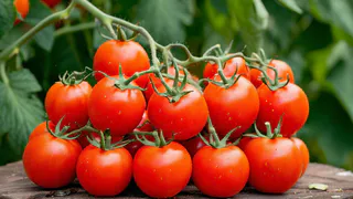 Помидоры будете собирать ведрами: сорт устойчив к болезням, отдает урожая 7 кг с куста, плоды на вкус — чистый сахар