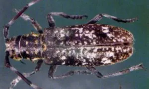 В Коми ввели карантин из-за опасного лесного жука-вредителя