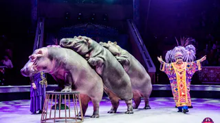 Уникальный аттракцион гиппопотамов: впервые в Рязани  шоу Гии Эрадзе «Песчаная Сказка»