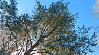 Республика Коми готовится к контрастам 20 декабря: от арктического холода к снегопадам