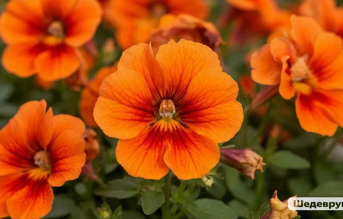 Самый эффектный из многолетников: цветет все лето, не прекращая, каждую тонкую веточку украшает цветная пена лепестков