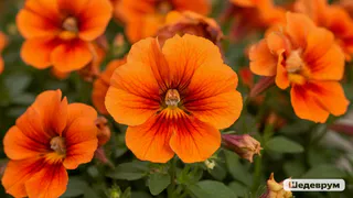 Самый эффектный из многолетников: цветет все лето, не прекращая, каждую тонкую веточку украшает цветная пена лепестков