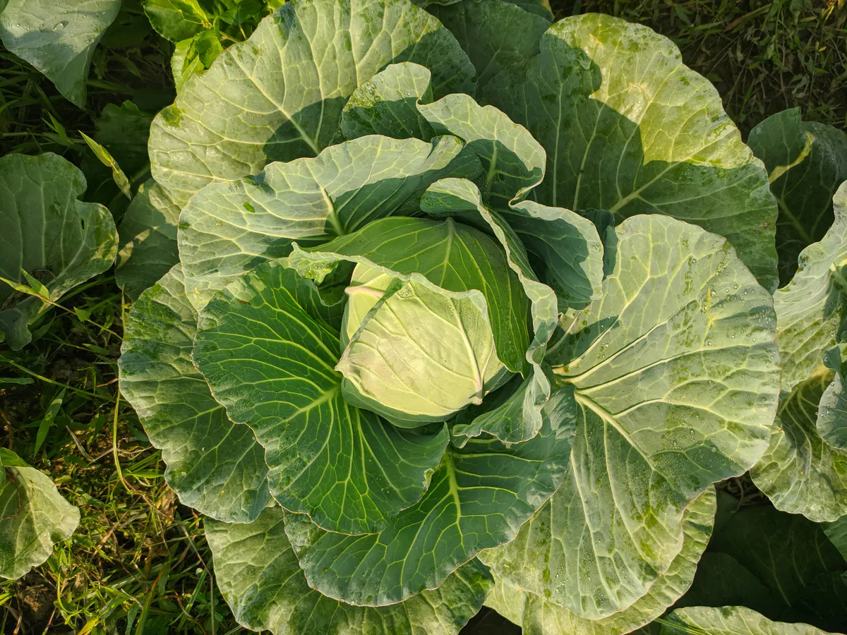 Бросьте одну ложку в ведро — и будете собирать огромную сочную капусту: проверенный агрономический секрет из Китая