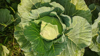 Бросьте одну ложку в ведро — и будете собирать огромную сочную капусту: проверенный агрономический секрет из Китая