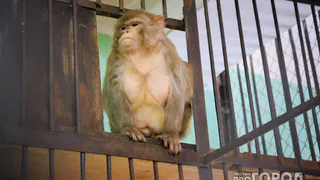 8 невероятных вещей, которые произошли в Рязани: о Хатико, крокодиле и НАСА