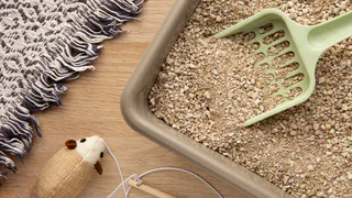 Невероятная польза наполнителя для кошачьего туалета: его скупают пачками даже те, у кого нет питомцев