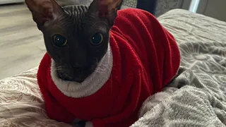 Приметы и суеверия о домашних кошках: что несет удачу, а что – большую беду?