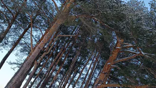 Метель и сильный ветер