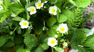 Насыщаем клубнику йодным коктейлем при цветении: дешёвый раствор поможет увеличить ягоды до 30 граммов