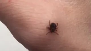 После сотни опытов. Ученые рассказали: какая группа крови привлекает клещей