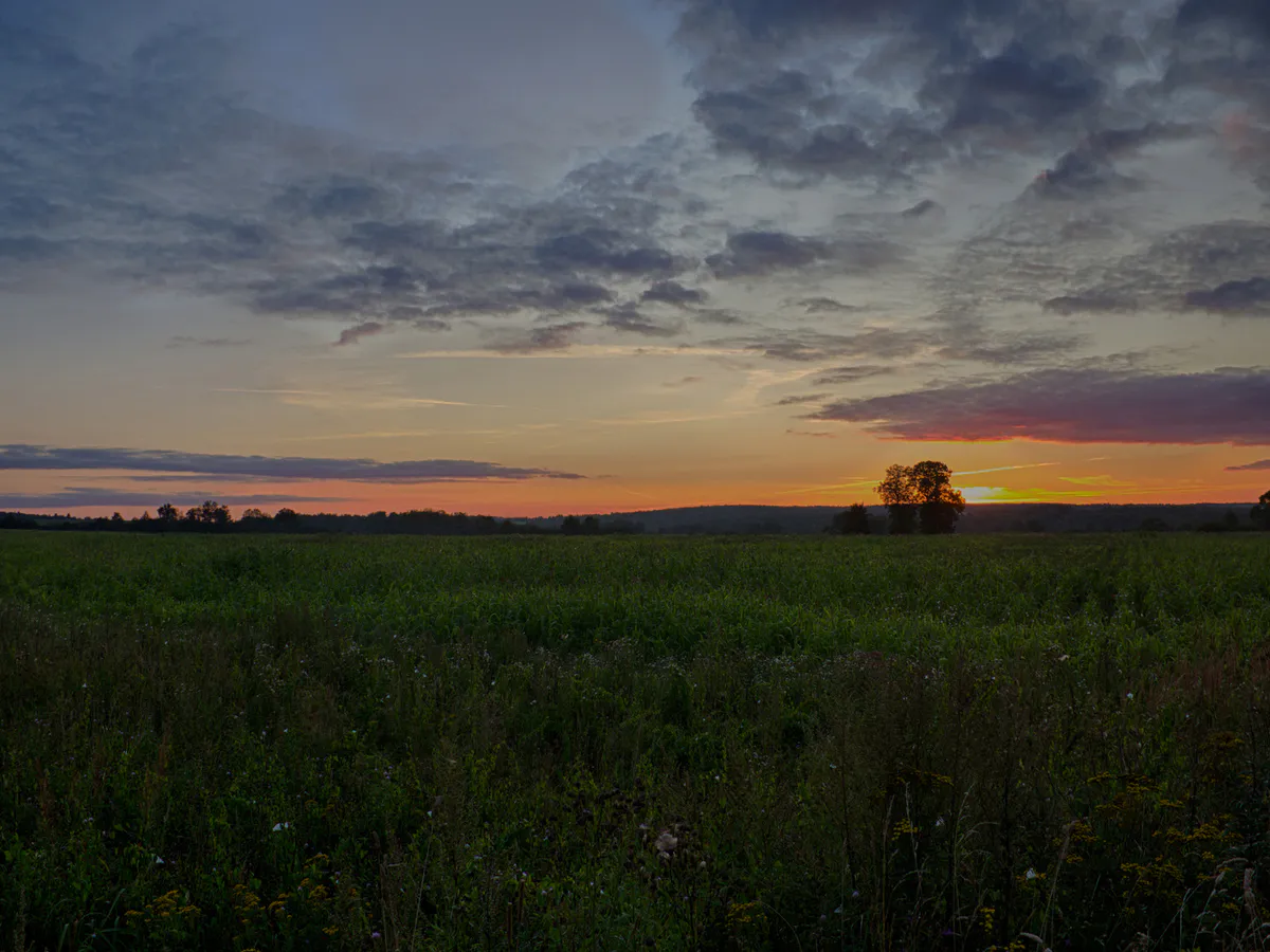 В Кузнецком районе на площади 630 га из-за опасного растения ввели карантин