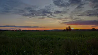В Кузнецком районе на площади 630 га из-за опасного растения ввели карантин
