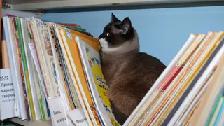 Когда в соседях - кошачий дом: сколько животных можно содержать в квартире?