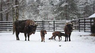 В Окском заповеднике пополнение. Зубренку Мекрохе есть с кем порезвиться