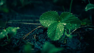 Дожди, град и грозы - прогноз погоды на пятницу