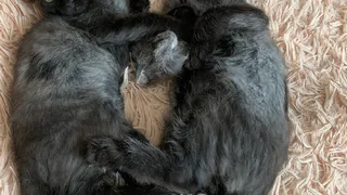 Дай лапку: Боня, Тимон и Нора ждут любящих хозяев