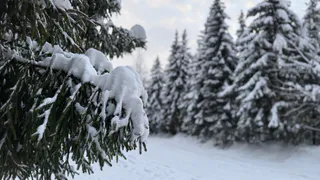 «Визуально только вырубки видны»: рязанцы спорят о росте площади лесов