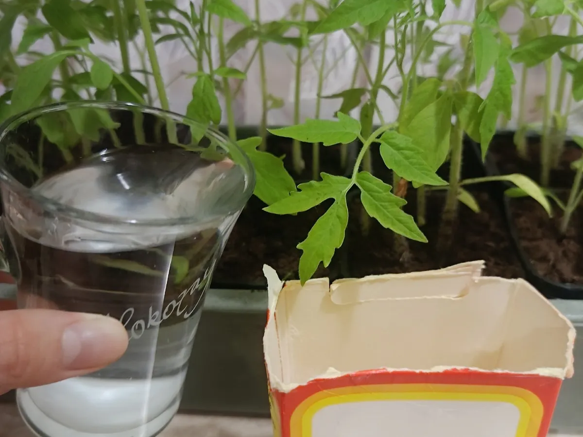 Даю соду томатам с 20 мая - урожай попрет как танк: по 11-13 кг плодов с каждого кустика