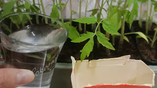 Даю соду томатам с 20 мая - урожай попрет как танк: по 11-13 кг плодов с каждого кустика