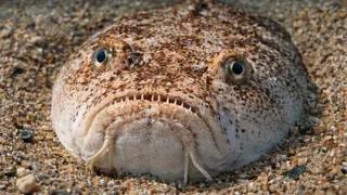 Из песка на вас вдруг смотрят глаза — эта рыба пугает даже опытных дайверов